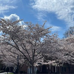 Meet your Posher, Wael